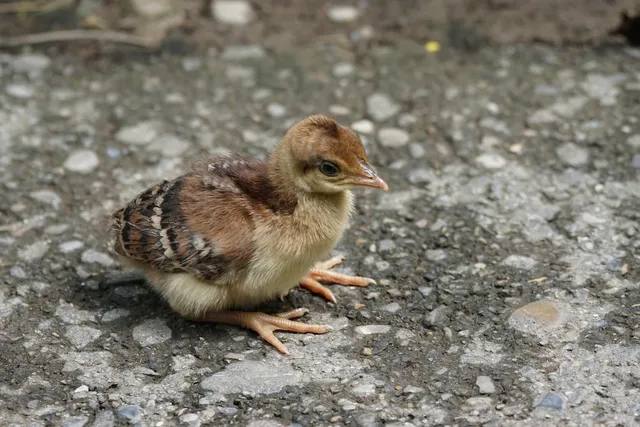 Load image into Gallery viewer, Hatching Chick
