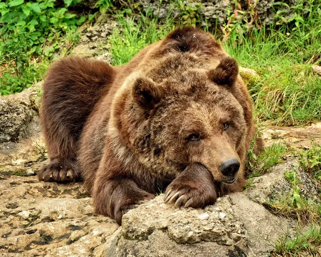 Load image into Gallery viewer, Bear Cub Bonnet