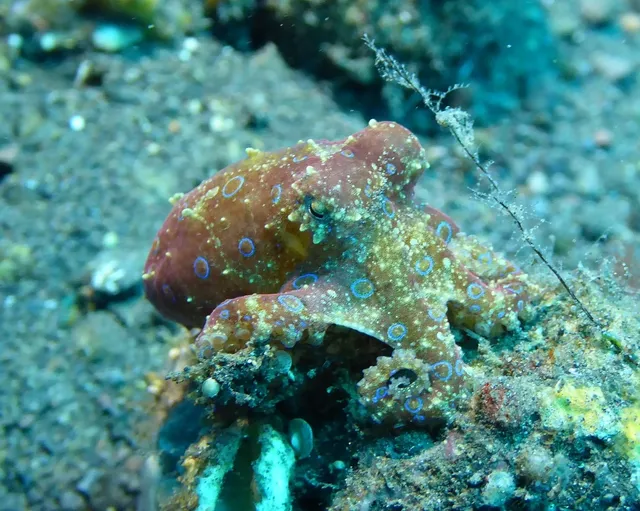 Load image into Gallery viewer, Ollie + Bitty Octopus