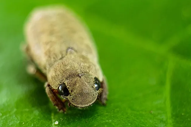 Extraterrestrial Love Bug